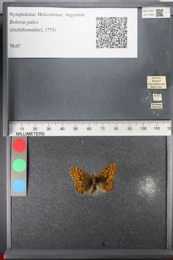 Media type: image;   Entomology 113928